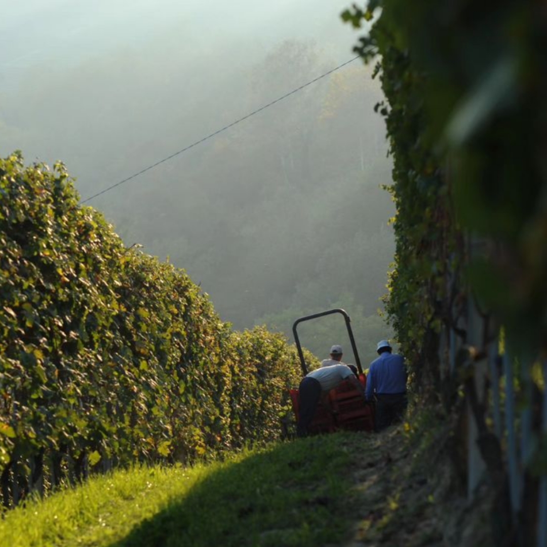Pelissero degustazione di 5 vini con vista Pelissero degustazione di 5 vini con vista