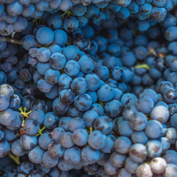 Langhe Exclusive Experience