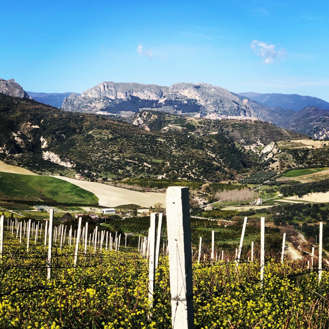 TENUTADIECIMANI1 Visita guidata a Stilo e degustazione in cantina - immagine 1