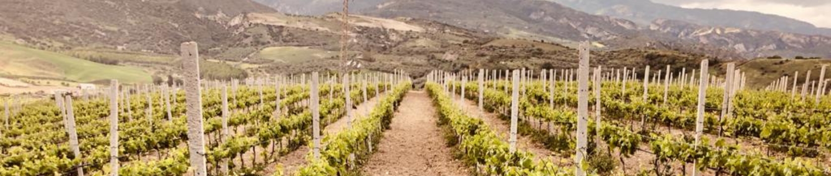 Tenuta Diecimani