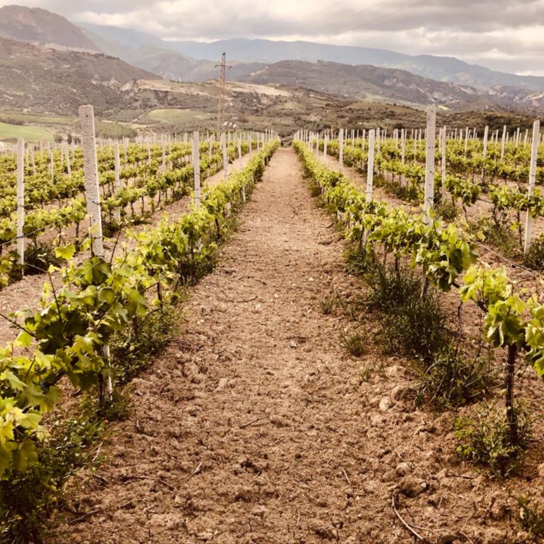 Tenuta Diecimani