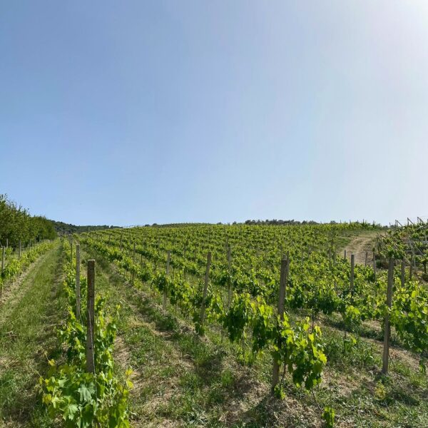 tenuta diecimani wine trekking