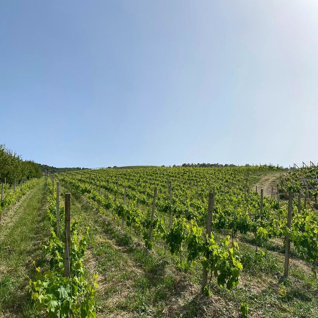 tenuta diecimani wine trekking tenuta diecimani wine trekking